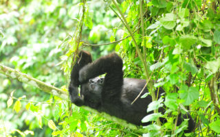 5 Days Uganda Gorilla & Wildlife Safari