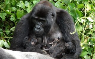 4 Days Rwanda Gorilla Trek