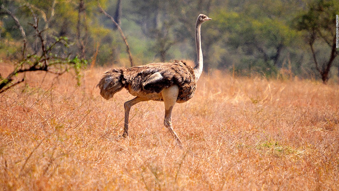 Ostrich in Kidepo National Park