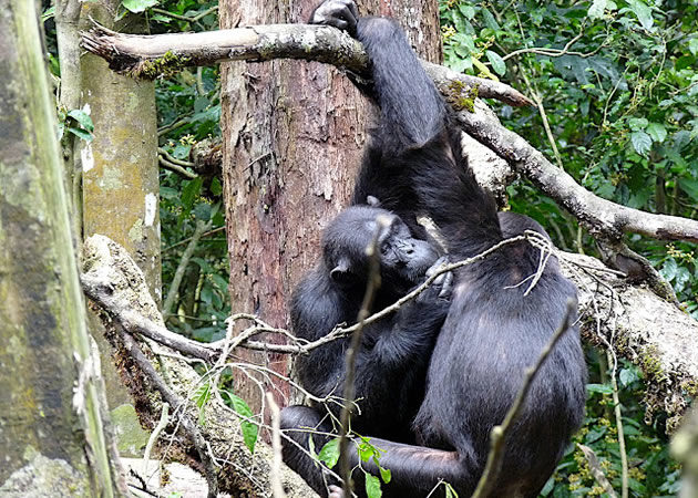 3 Days Rwanda Chimpanzee