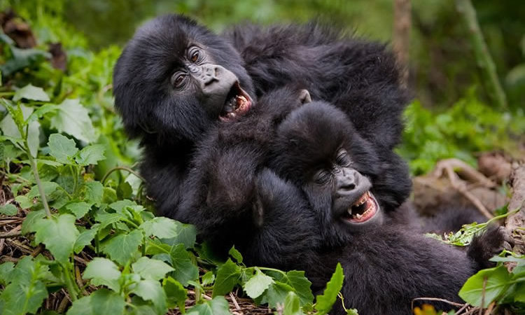 Discounted Gorilla Permits in Uganda