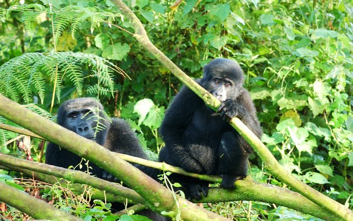 7 Days Rwanda Safari