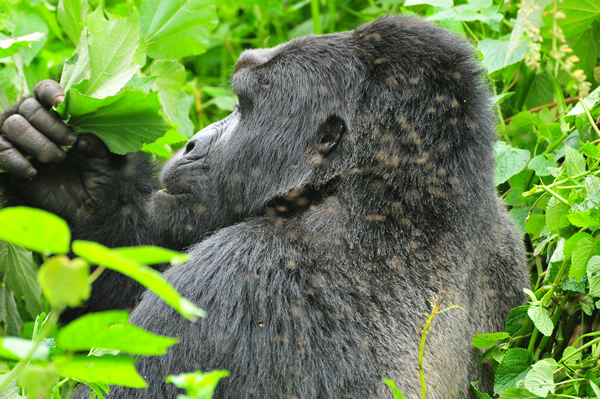 5 Days Rwanda Gorilla