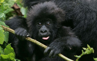 6 Days Gorilla Trekking and Chimpanzee Safari