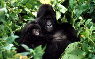 5 Days Chimpanzee Sanctuary and Gorilla Safari
