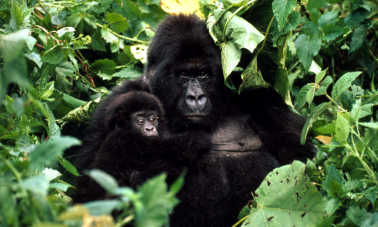 5 Days Chimpanzee Sanctuary and Gorilla Safari