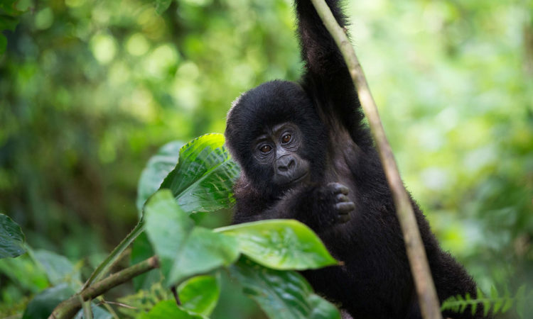 RDB Increases Rwanda Gorilla Permits