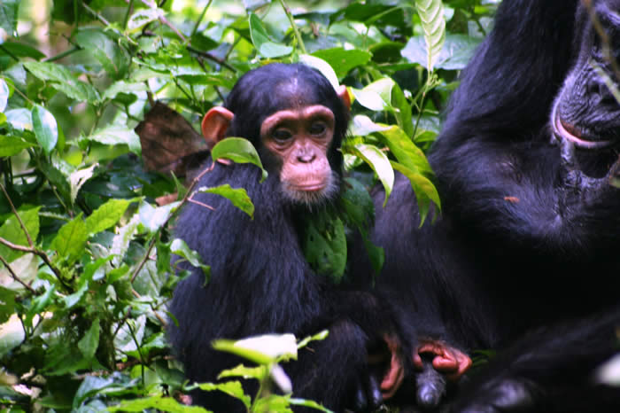 Chimpanzee trekking :Morning vs afternoon