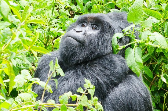 Best Time to visit Mgahinga gorilla national park - Achieve Gorilla Tours