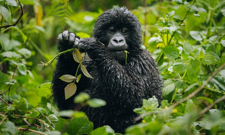Why are mountain gorilla endangered?