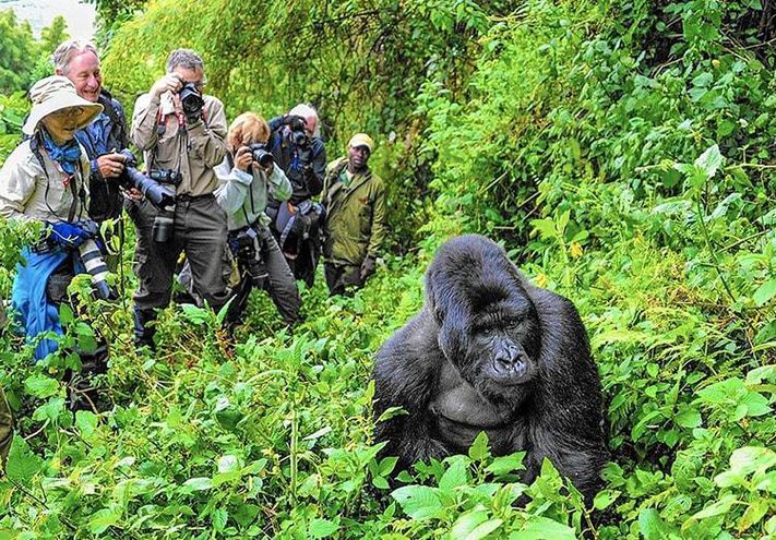 3 Days Bwindi Gorilla Trekking from Kigali