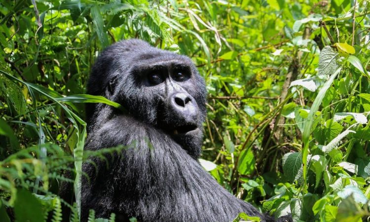 4 Days Affordable Gorilla & Wildlife Safari