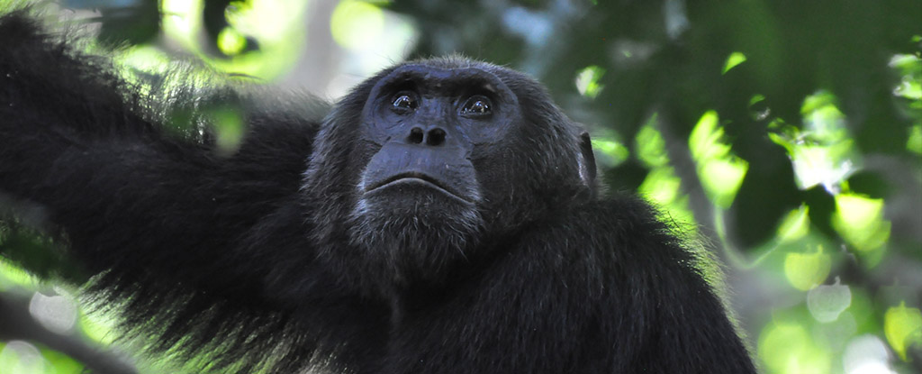 4 Days Murchison Falls Delta Cruise & Chimpanzee Trekking