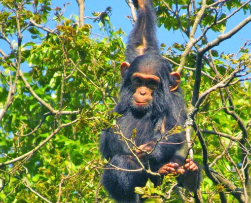 Chimpanzee Habituation in Virunga
