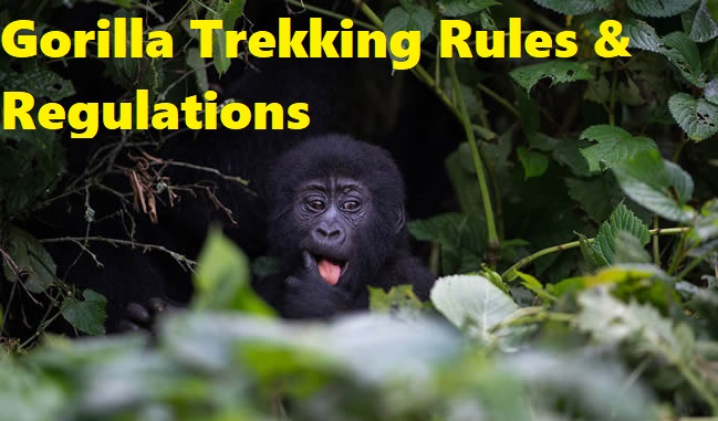 Gorilla Trekking Rules & Regulations | Adventure Rwanda Safari