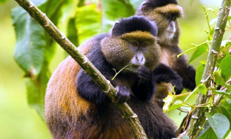 The Golden Monkey | Golden Monkey Trekking in East Africa