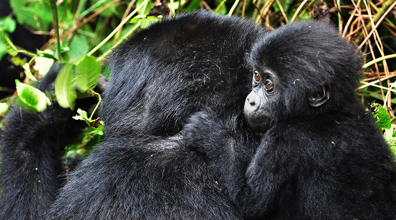 Gorilla Trekking in Bwindi impenetrable National Park