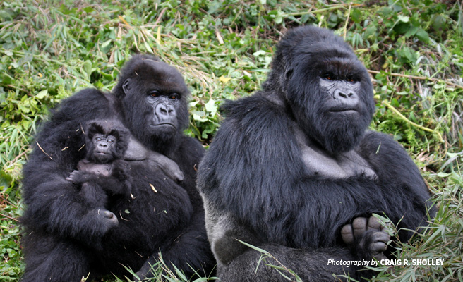 Gorilla Families in Bwindi