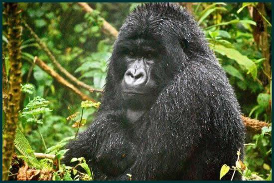 Mountain Gorilla Safaris in Uganda