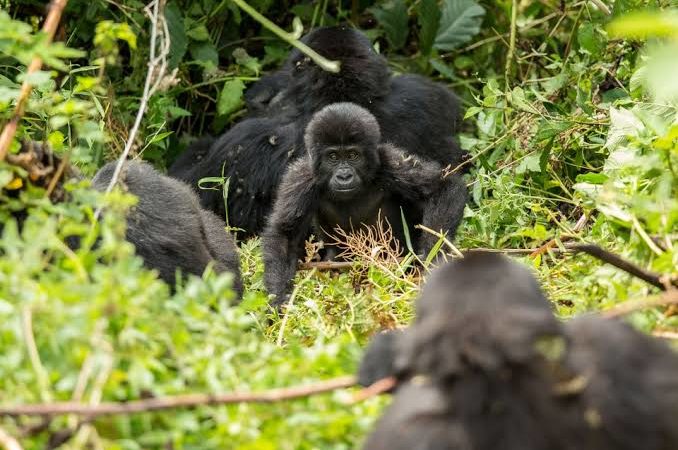 Gorilla Trekking in Uganda from Nairobi