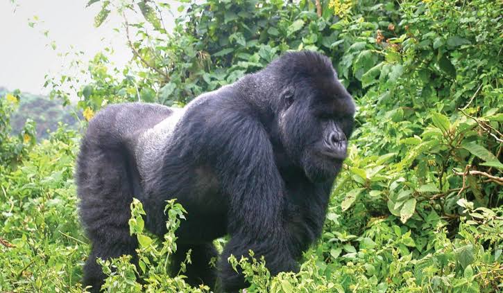 Age limit for gorilla trekking Rwanda