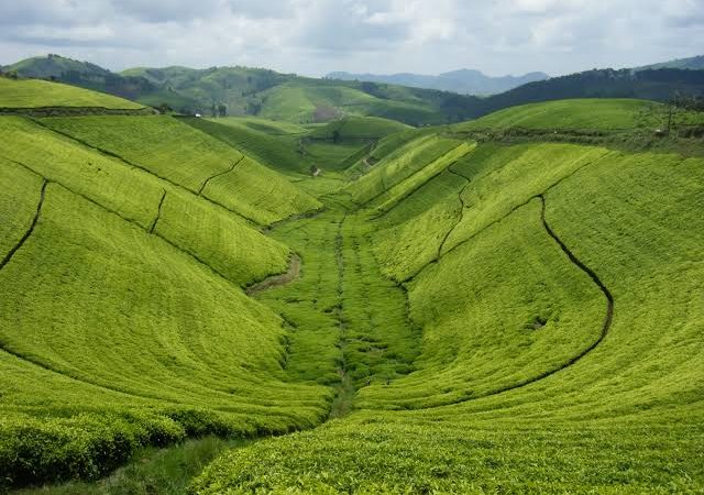 Tea in Rwanda