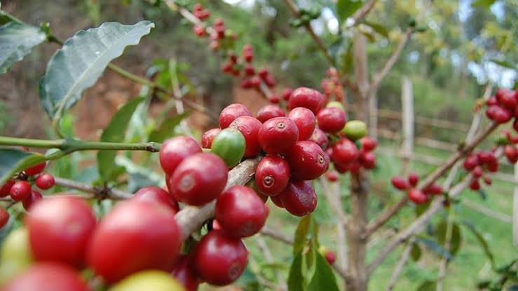 coffee in rwanda
