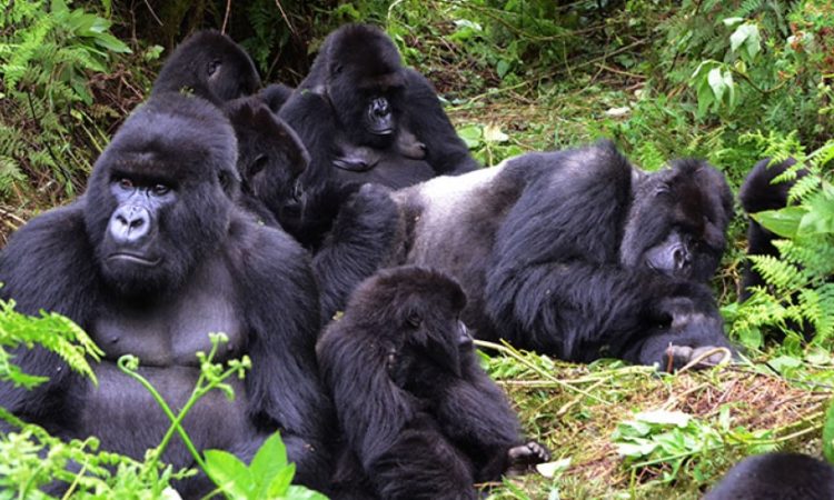 Gorilla Families in Rwanda