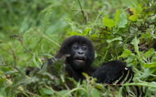 Activities in Bwindi Impenetrable National Parks