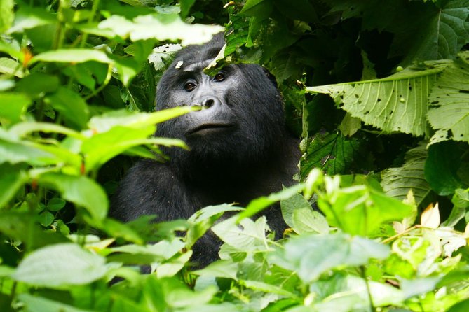 How hard is mountain gorilla trekking? 