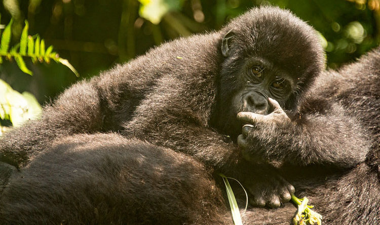 Best Time for Gorilla Trekking in Uganda & Rwanda