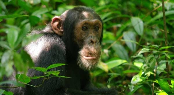 Why mountain gorillas and chimpanzees don’t live together 
