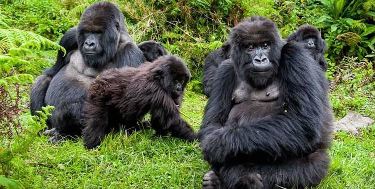 Two years after COVID19 – Mountain Gorilla trekking experience