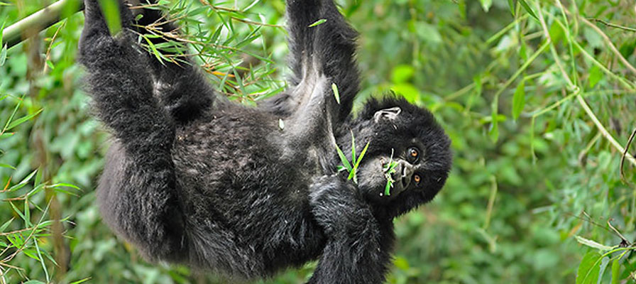 Gorilla Trekking tours - 12 Days Safari in Kenya , Uganda & Rwanda