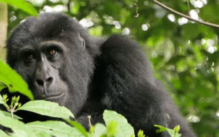 4 Days Congo Gorilla Trekking & Nyiragongo Hike