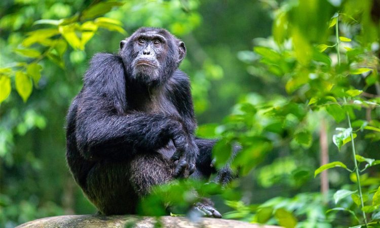 6 Days Rwanda Uganda Chimpanzee Safari