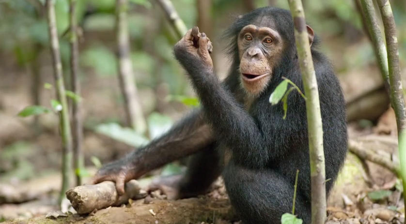 6 Days Rwanda Uganda Chimpanzee Safari 