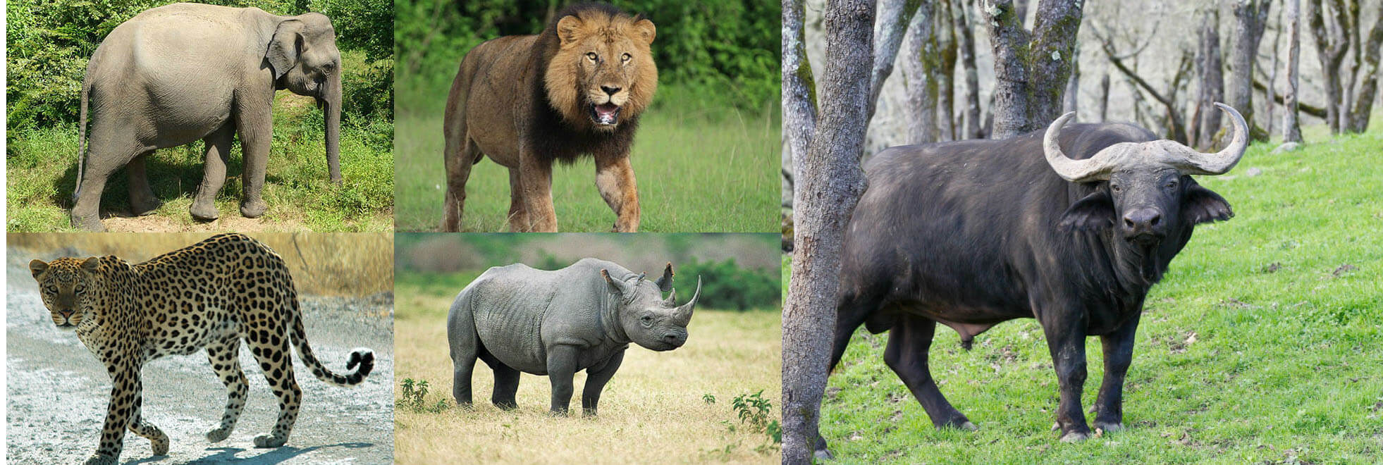 Big 5 animals in Uganda | Uganda Wildlife Safaris | Uganda Tours