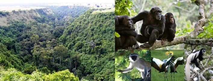 Chimpanzee trekking options this season