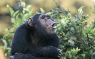 7 Days Congo Rwanda Primates Safari