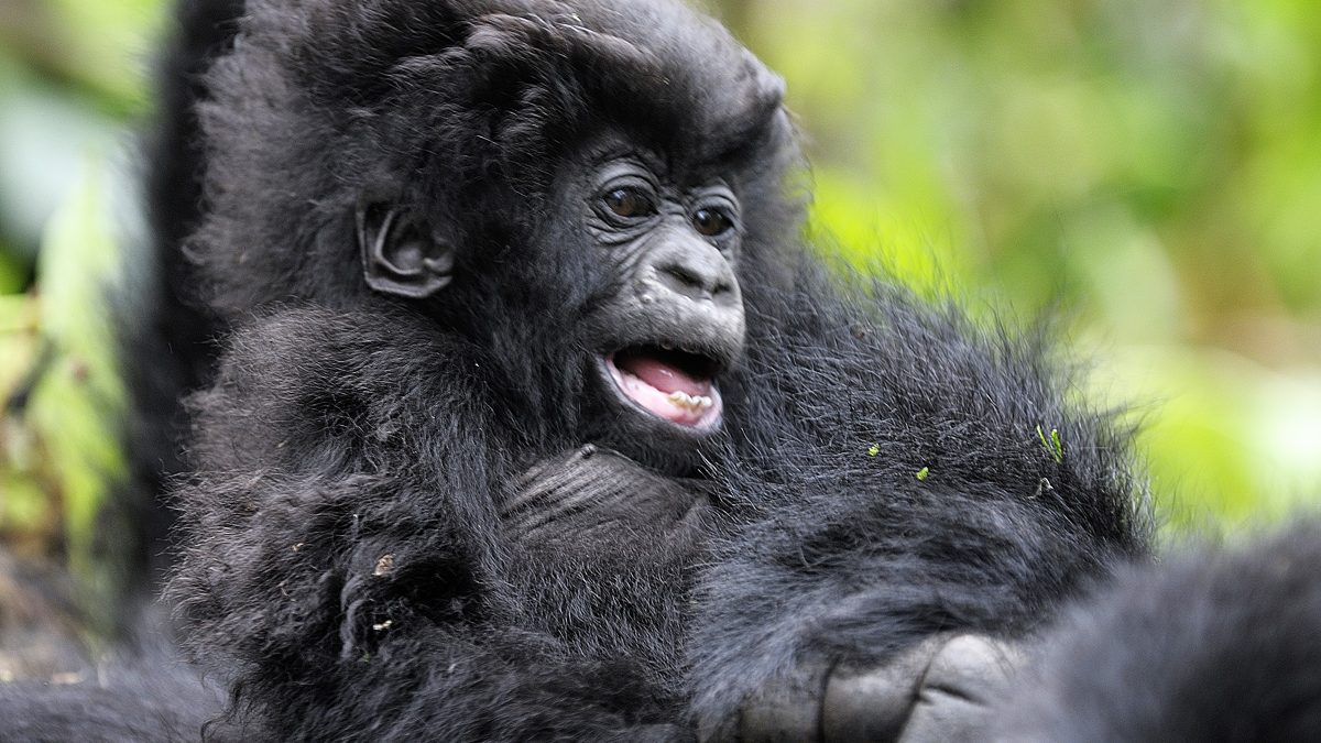 Baby gorilla in Rushaga sector 
