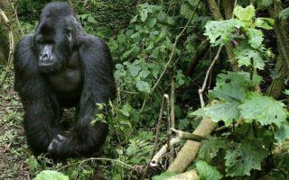 6 Days Best of Congo Safari from Kigali