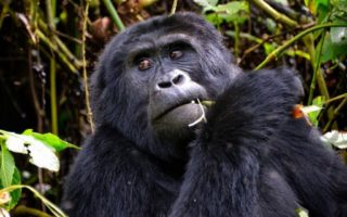 5 Days Bwindi and Kibale Primate Safari