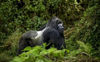 7 Days Mountain Gorilla Safari in Uganda, DRC, and Rwanda