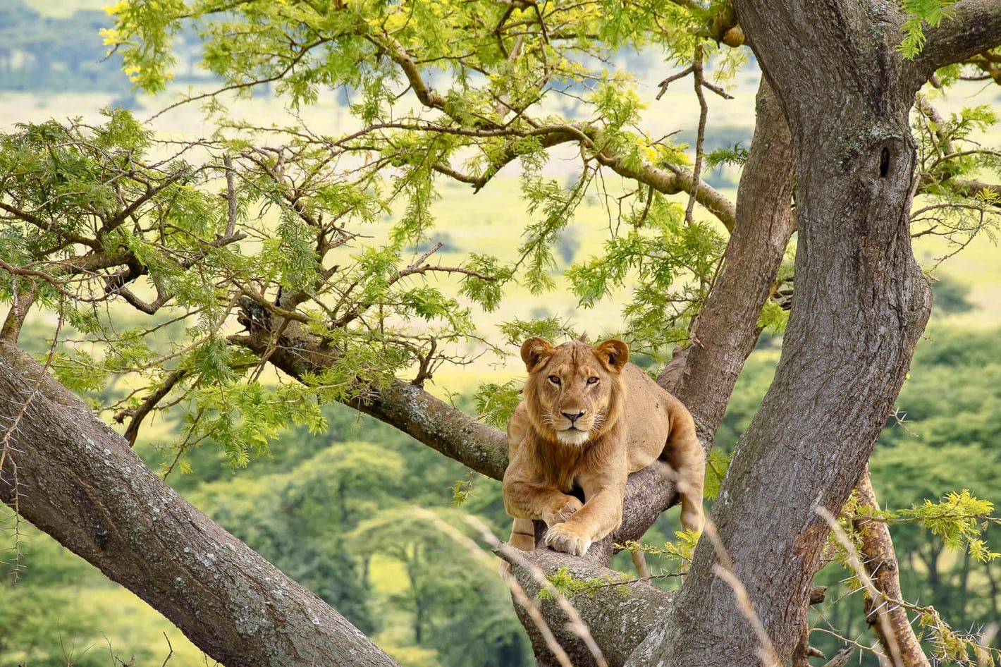 National Parks with Lions in Uganda