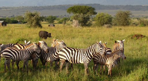 Animal Parks in Uganda