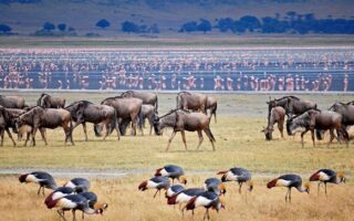 11 Days Tanzania Rwanda Safari