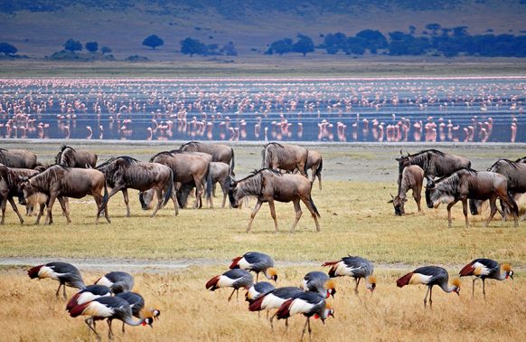 11 Days Tanzania Rwanda Safari