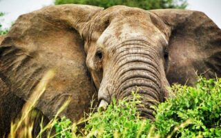 14 Days Best of Uganda Wildlife Adventure