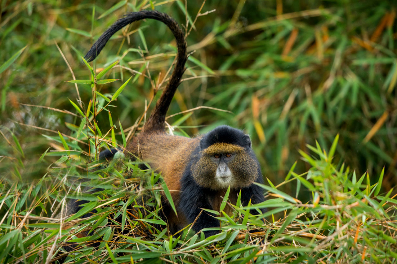 5 Days Rwanda Golden monkey and Chimpanzee trekking Safari